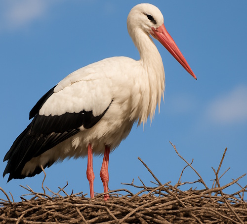Ciconia ciconia - Weißstorch Polen